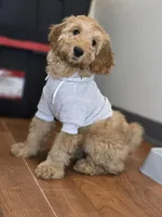 Female, a female Miniature Goldendoodle for sale in Hinsdale, NH – Photo 4 of 7