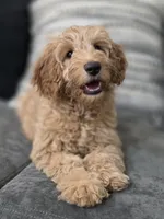 Female, a female Miniature Goldendoodle for sale in Hinsdale, NH – Photo 6 of 7
