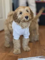 Female, a female Miniature Goldendoodle for sale in Hinsdale, NH – Photo 7 of 7