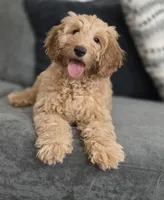 Female, a female Miniature Goldendoodle for sale in Hinsdale, NH – Photo 1 of 7