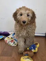 Female, a female Miniature Goldendoodle for sale in Hinsdale, NH – Photo 2 of 7