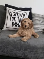 Female, a female Miniature Goldendoodle for sale in Hinsdale, NH – Photo 5 of 7