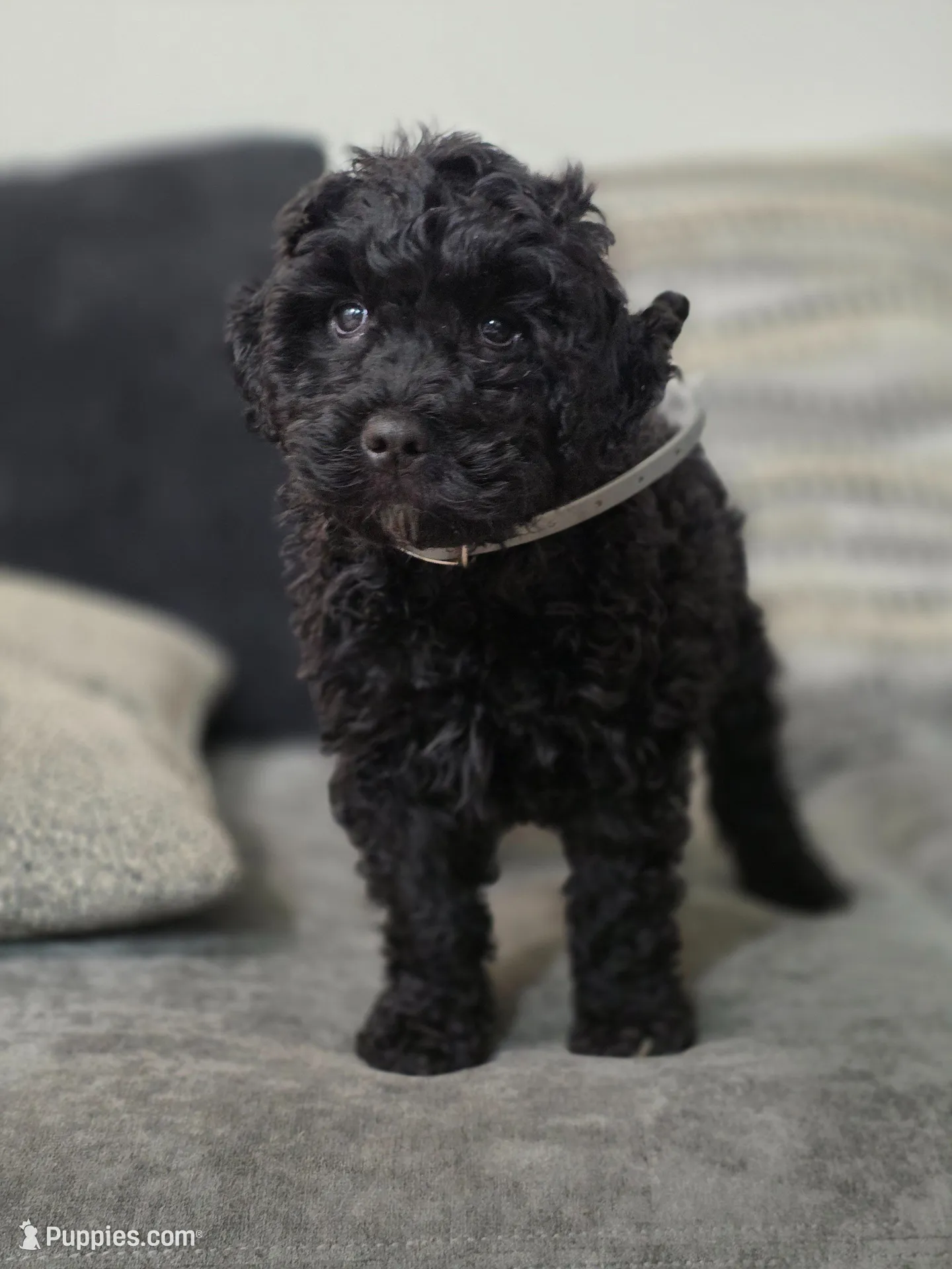 Male – Miniature Goldendoodle puppy for sale in Hinsdale, NH