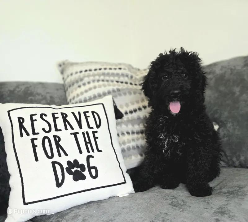 Black female  – Miniature Goldendoodle puppy for sale in Hinsdale, NH