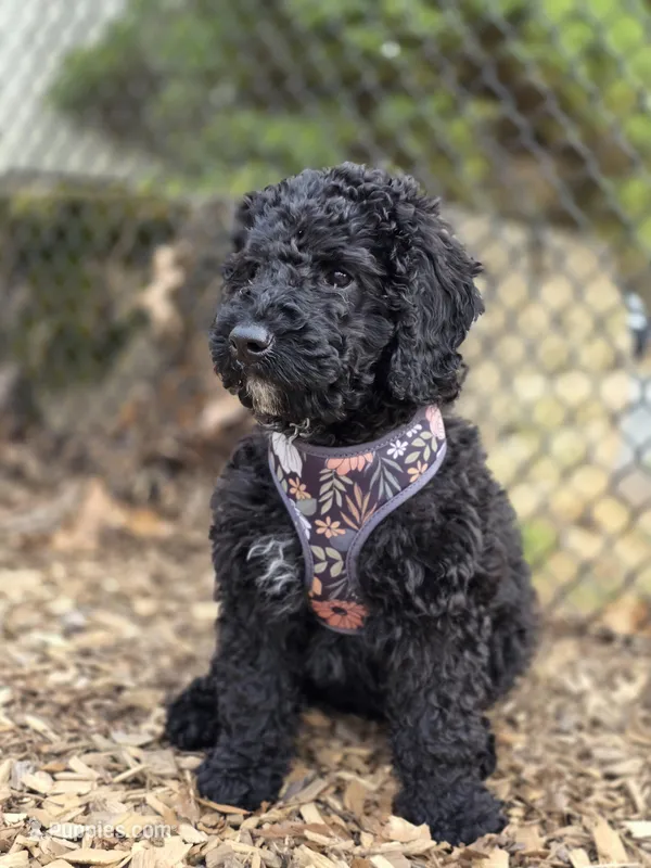 Black female  – Miniature Goldendoodle puppy for sale in Hinsdale, NH