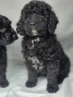 Black female , a female Miniature Goldendoodle for sale in Hinsdale, NH – Photo 2 of 2