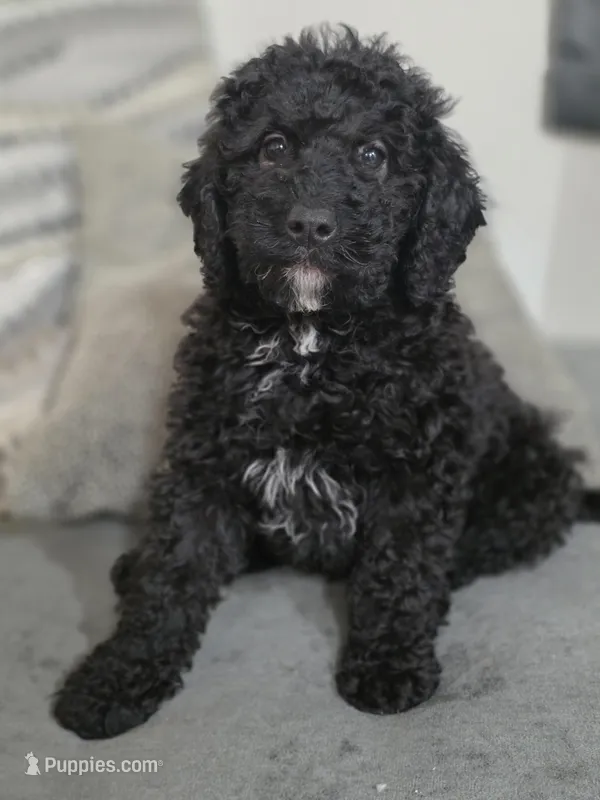 Black female  – Miniature Goldendoodle puppy for sale in Hinsdale, NH