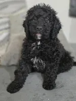 Black female , a female Miniature Goldendoodle for sale in Hinsdale, NH – Photo 1 of 2