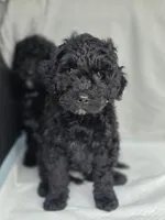 Male, a male Miniature Goldendoodle for sale in Hinsdale, NH – Photo 2 of 3