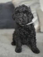 Male, a male Miniature Goldendoodle for sale in Hinsdale, NH – Photo 3 of 3