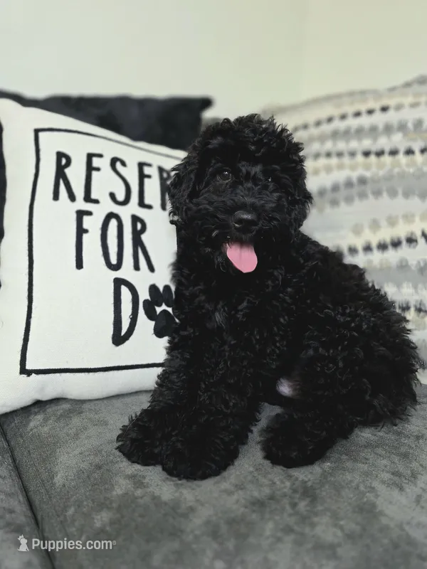 Male – Miniature Goldendoodle puppy for sale in Hinsdale, NH