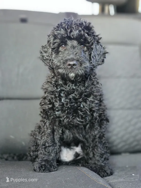 Male – Miniature Goldendoodle puppy for sale in Hinsdale, NH