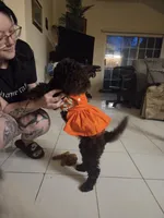 Claire *Reduced, a female Poodle - Miniature  for sale in Jacksonville, FL – 4 of 4