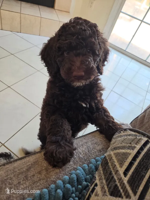 Honey Bun *Sold* – Poodle - Miniature  puppy for sale in Jacksonville, FL