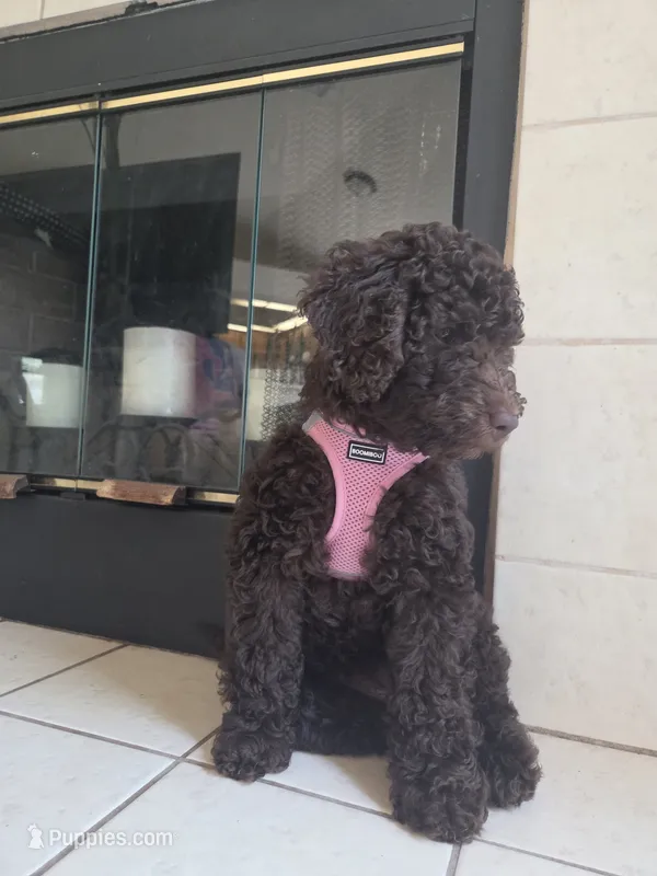 E'claire – Poodle - Miniature  puppy for sale in Jacksonville, FL