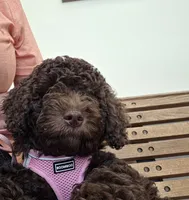 Claire *Reduced, a female Poodle - Miniature  for sale in Jacksonville, FL – 3 of 4