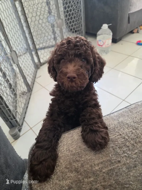 E'claire – Poodle - Miniature  puppy for sale in Jacksonville, FL