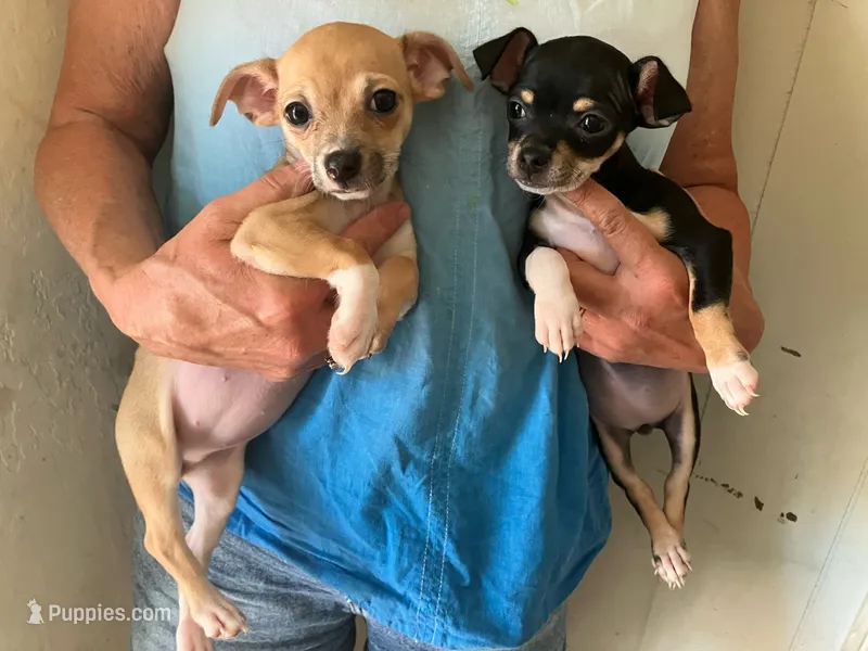 Chantilly – Chihuahua puppy for sale in Carson City, NV