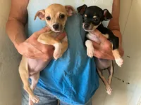 Chantilly, a female Chihuahua for sale in Carson City, NV – 1 of 1