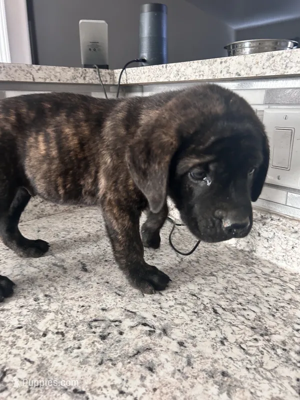 Blue  – English Mastiff puppy for sale in Rio Rancho, NM