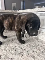 Blue , a male English Mastiff for sale in Rio Rancho, NM – 2 of 7