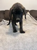 Blue , a male English Mastiff for sale in Rio Rancho, NM – 5 of 7
