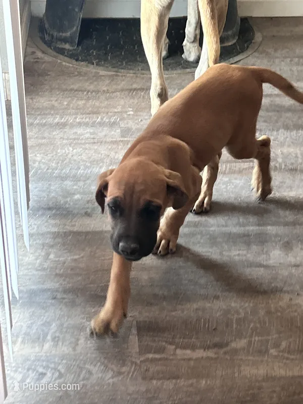 Red – English Mastiff puppy for sale in Rio Rancho, NM