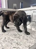 Blue , a male English Mastiff for sale in Rio Rancho, NM – 3 of 7
