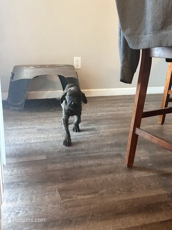 Yellow – English Mastiff puppy for sale in Rio Rancho, NM