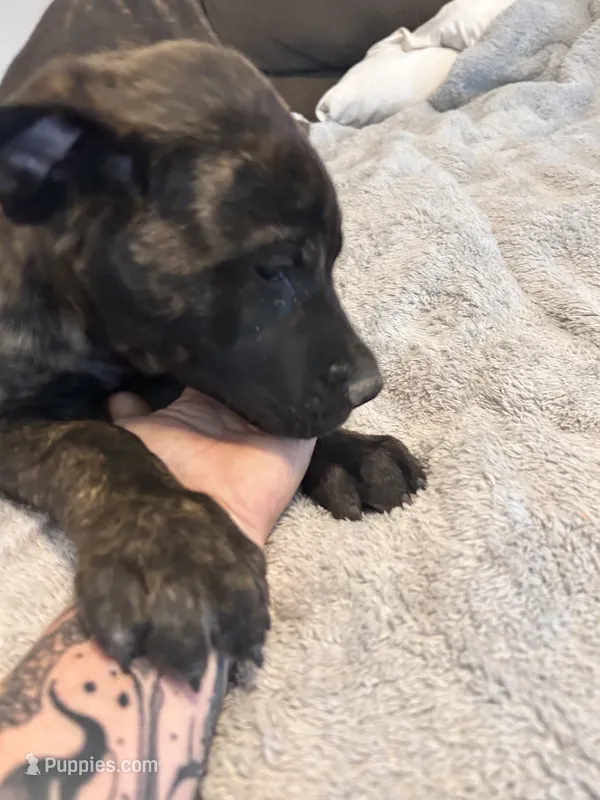 Blue , a male English Mastiff for sale in Rio Rancho, NM – 1 of 7