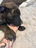 Blue , a male English Mastiff for sale in Rio Rancho, NM – 1 of 7