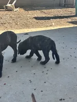 Blue , a male English Mastiff for sale in Rio Rancho, NM – 4 of 7