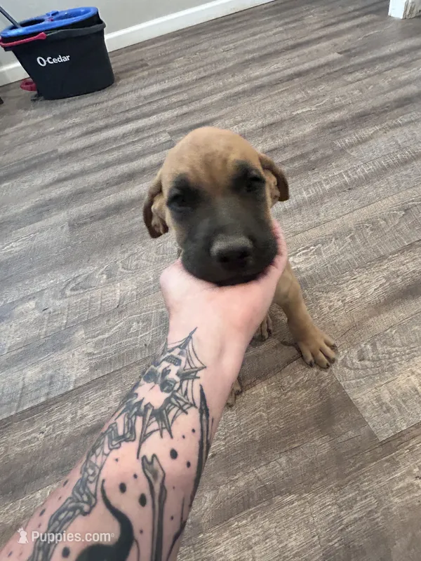 Red – English Mastiff puppy for sale in Rio Rancho, NM