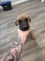 Red, a male English Mastiff for sale in Rio Rancho, NM – 1 of 2