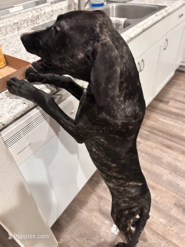 BB – Great Dane, English Mastiff puppy for sale in Rio Rancho, NM