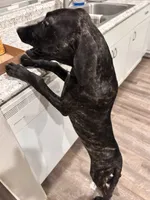 BB, a female Great Dane and English Mastiff for sale in Rio Rancho, NM – 1 of 1