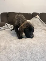 Blue , a male English Mastiff for sale in Rio Rancho, NM – 6 of 7