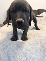Blue , a male English Mastiff for sale in Rio Rancho, NM – 7 of 7