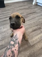 Red, a male English Mastiff for sale in Rio Rancho, NM – 2 of 2