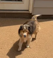 Chloe, a female Shetland Sheepdog for sale in Troy, AL – 2 of 2