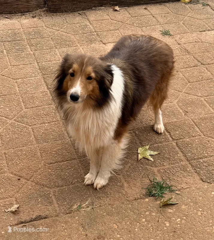 Coral – Shetland Sheepdog puppy for sale in Troy, AL
