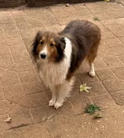 Coral, a female Shetland Sheepdog for sale in Troy, AL – 1 of 2
