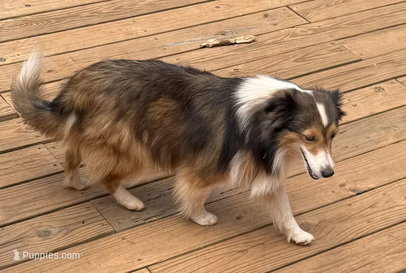Chloe – Shetland Sheepdog puppy for sale in Troy, AL