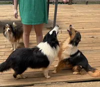 Koby, a male Shetland Sheepdog for sale in Troy, AL – 3 of 3