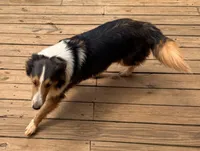 Katie, a female Shetland Sheepdog for sale in Troy, AL – 5 of 6