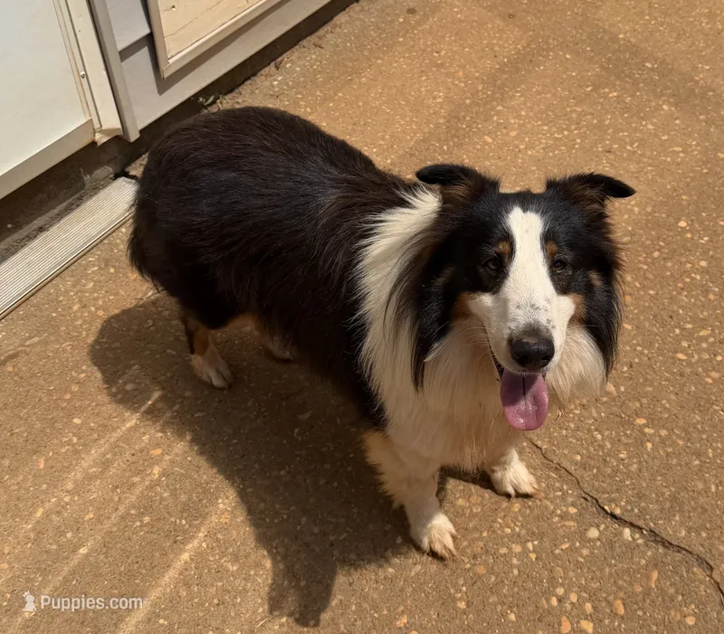 Koby – Shetland Sheepdog puppy for sale in Troy, AL