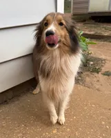 Coral, a female Shetland Sheepdog for sale in Troy, AL – 2 of 2