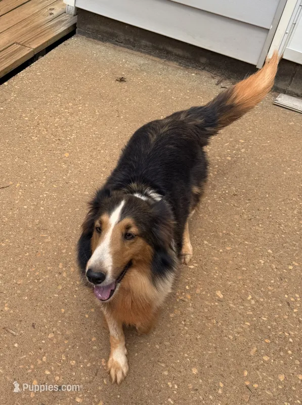 Katie – Shetland Sheepdog puppy for sale in Troy, AL