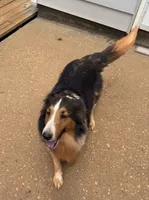Katie, a female Shetland Sheepdog for sale in Troy, AL – 1 of 6