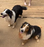 Katie, a female Shetland Sheepdog for sale in Troy, AL – 6 of 6